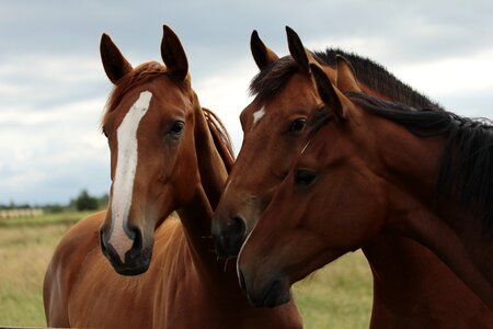 Ears together curious photo