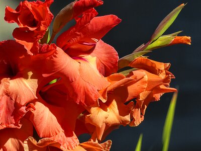 Red green bloom photo