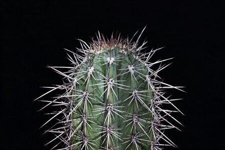 Thorns pain pointed