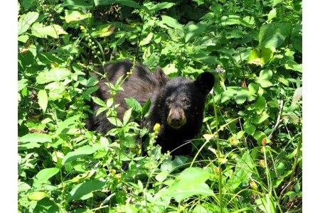 Bear bear cub black photo