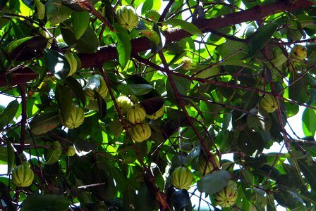 Northern tamarind garcinia gummi-gutta gambooge