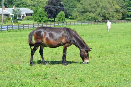 Mule half horse half donkey