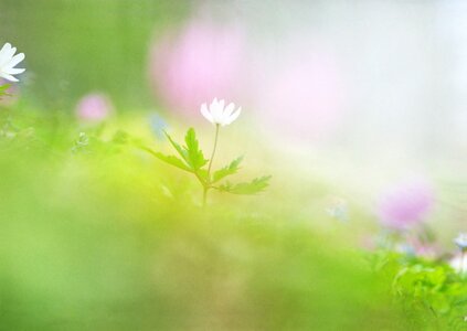 Grass in flower out of focus photo