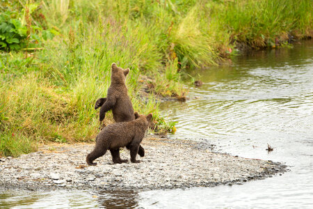 Kodiak brown bear cubs-3