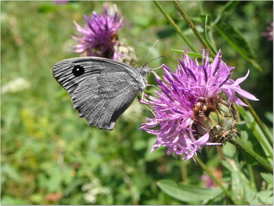 Grey butterfly nature thistle