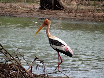 Wader wildlife nature photo