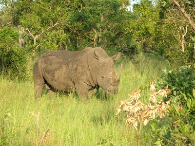 Rhino national park safari photo