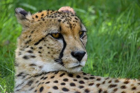 Africa animal beautiful image