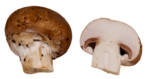 Fresh brown mushrooms photo