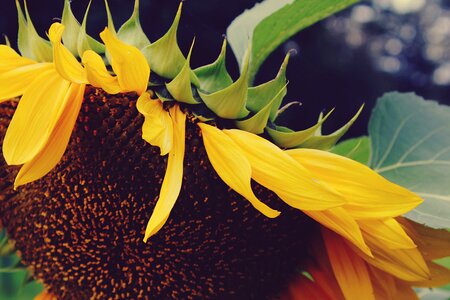 Bloom flower summer