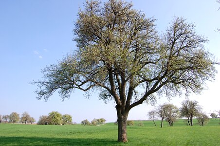 Nature trees landscape