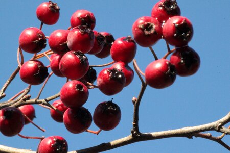 Red plant bush