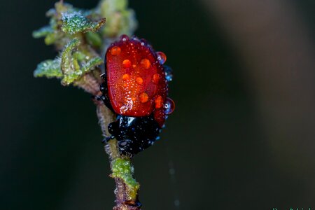 Animal arthropod beautiful image