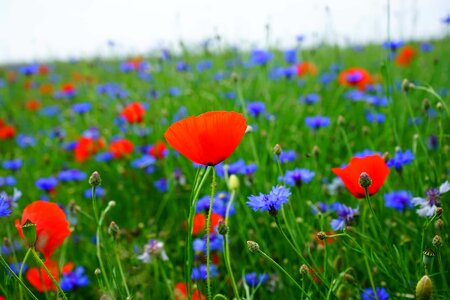 Agriculture beautiful flowers biology