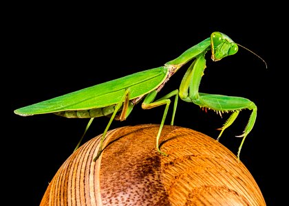 Fishing locust green close up photo