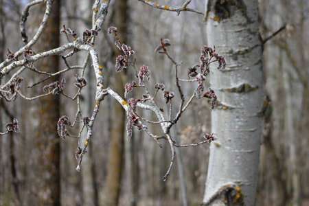 Aspen catkins photo