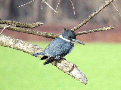 Belted Kingfisher-2 photo