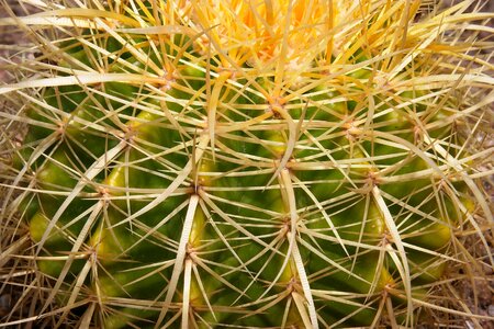 Scenic cactus nature