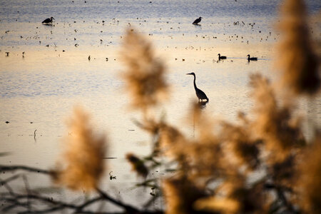 Scenic view of John Heinz National Wildlife Refuge