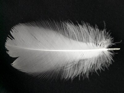 Down plumage bird