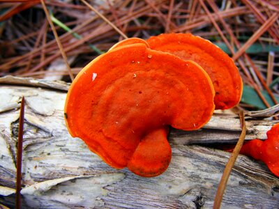 Shelf fungus outside photo