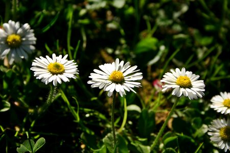 Wild flower spring nature photo