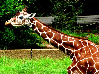 Wild zoo safari