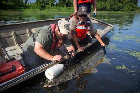 Alligator gar-2 photo