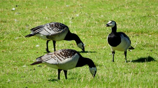 Birds ducks grazing photo