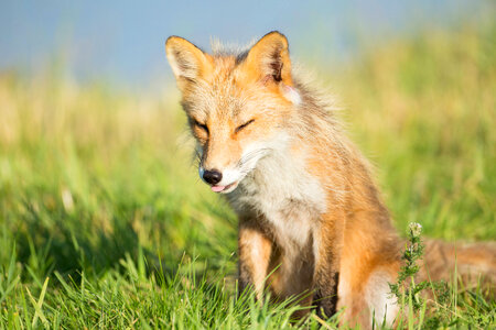 Red fox with it's tongue out-3
