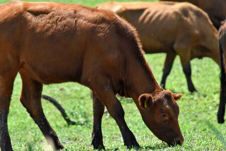 Cow grazing light brown photo