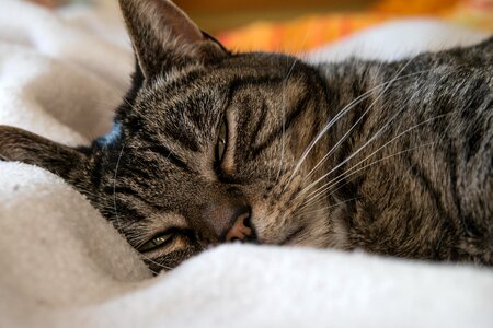 Adorable animal cat