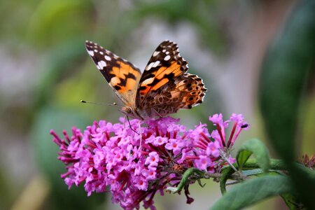 Nature macro colorful
