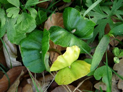 Scion beech leaves fagus sylvatica