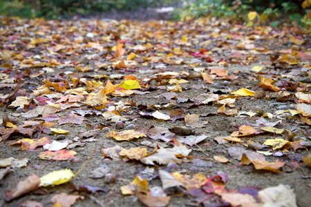 Environment ground landscape