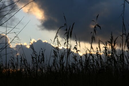 Air reed contrast