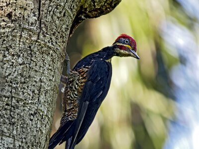 Animal nature tree