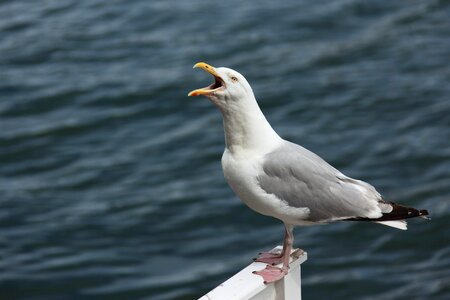 Bird cry gull photo