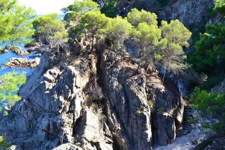 Pine sea nature photo