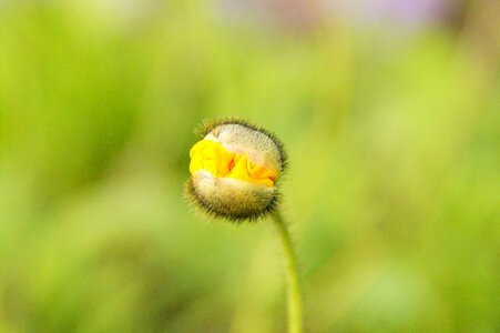 Bursting klatschmohn blossom photo