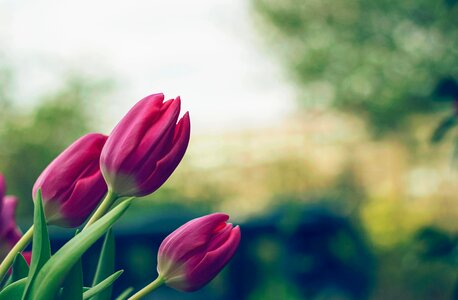 Beautiful Photo flora flower
