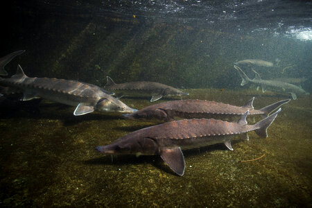 Atlantic Sturgeon