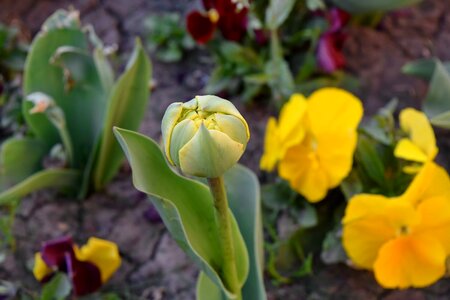 Tulip garden flora photo