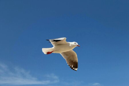 Seagull flying birds sky