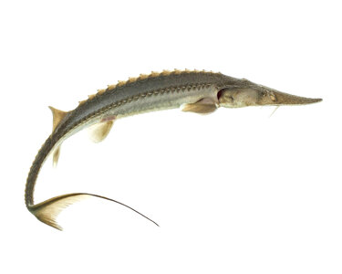 Juvenile pallid sturgeon yearling photo