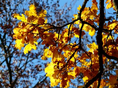 Sessile oak quercus petraea winter oak photo