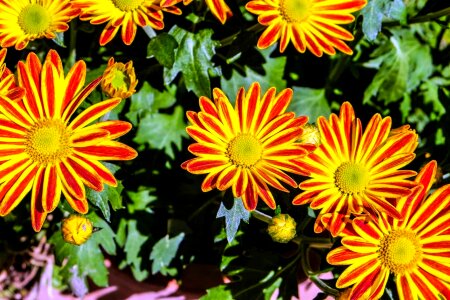 Beautiful Flowers beautiful photo blooming