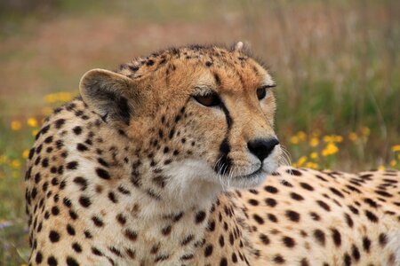 Wildlife cat fast