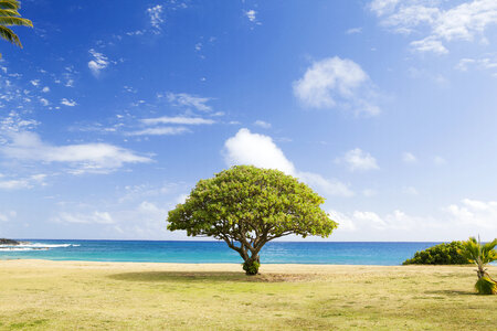 Tree on the Beach photo