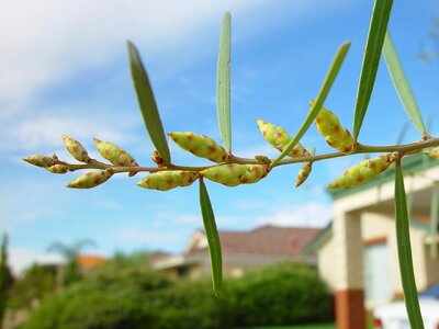 Acacia Pycnantha  
